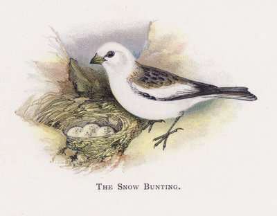 De Sneeuwgors door Alexander Francis Lydon
